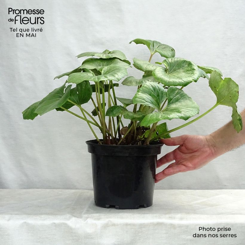 Spécimen de Farfugium japonicum Gigantea - Plante Panthère géante. Pot de 3L/4L tel que livré au printemps