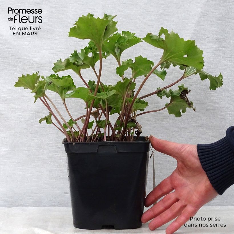 Example of Farfugium japonicum Wavy Gravy - Plante panthère Pot de 2L/3L as you get in printemps