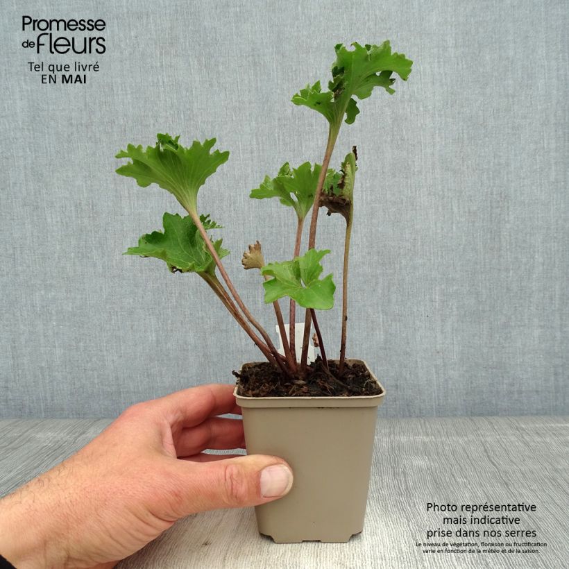 Example of Farfugium japonicum Wavy Gravy - Plante panthère Godet de 8/9 cm as you get in printemps