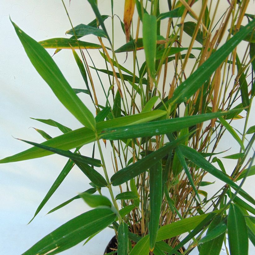 Fargesia papyrifera Blue Dragon - Bambou non traçant (Foliage)
