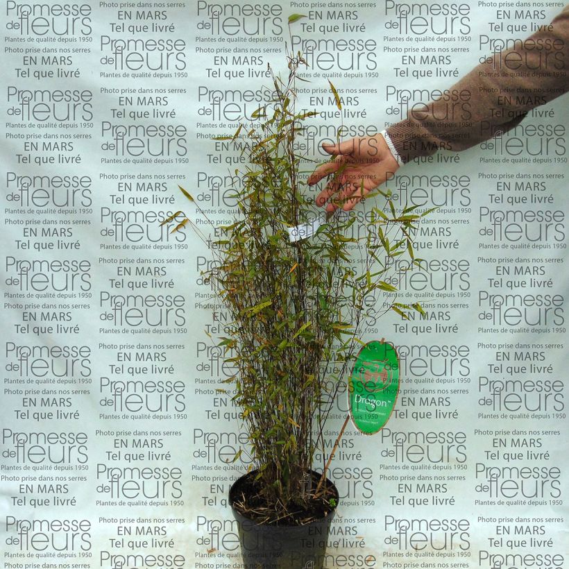 Exemple de spécimen de Fargesia Green Dragon - Bambou non traçant. Pot de 2L/3L tel que livré