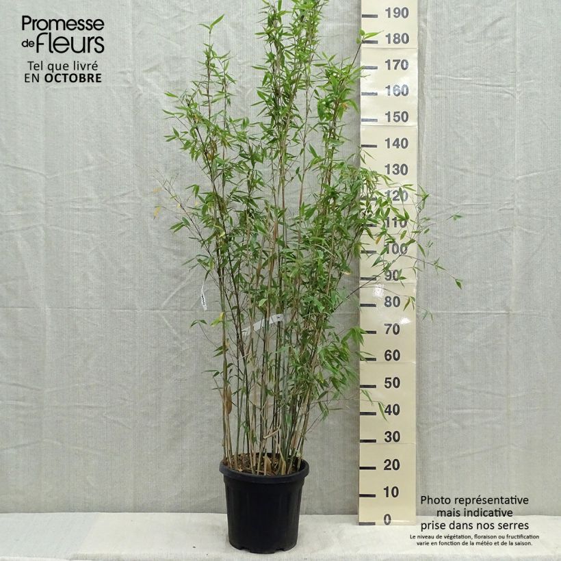 Spécimen de Fargesia Viking - Bambou non traçant Pot de 12L/15L tel que livré au printemps