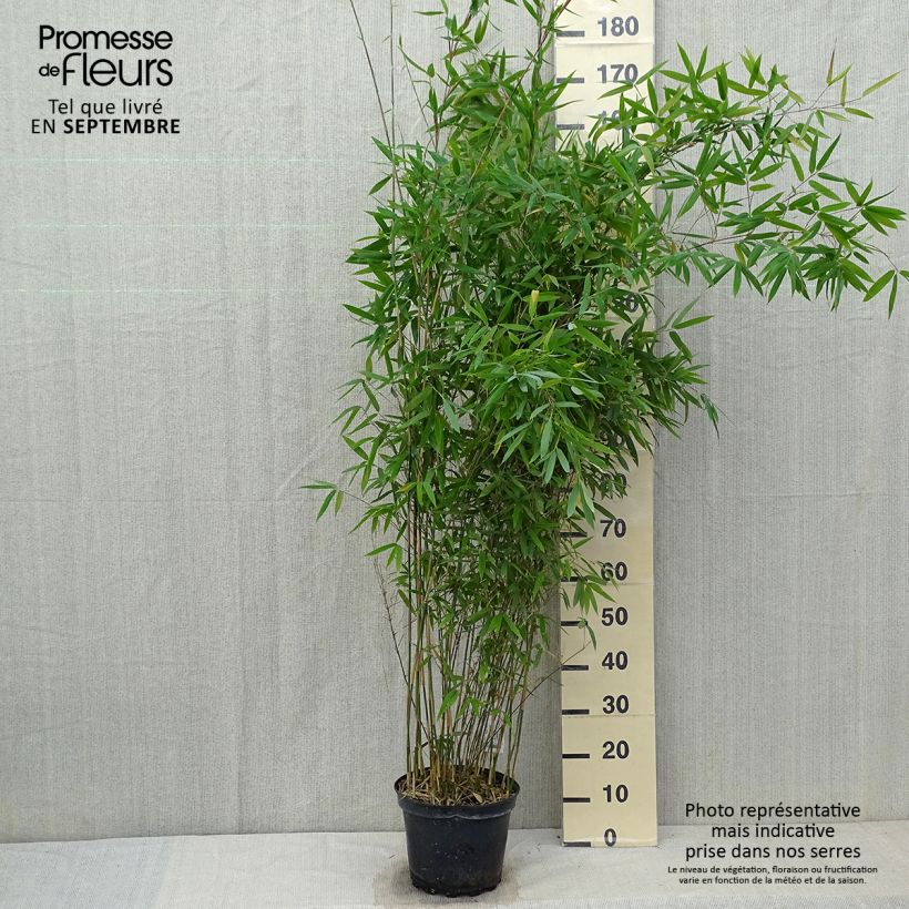 Spécimen de Fargesia Winter Joy - Bambou non traçant Pot de 7,5L/10L tel que livré en automne