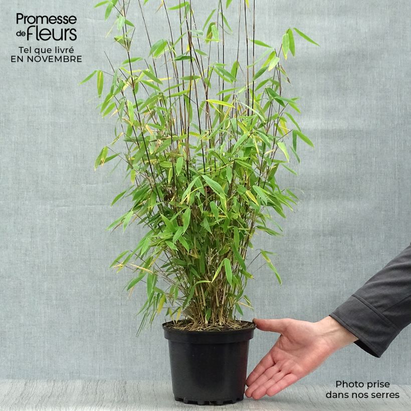 Spécimen de Fargesia Winter Joy - Bambou non traçant Pot de 2L/3L tel que livré en automne