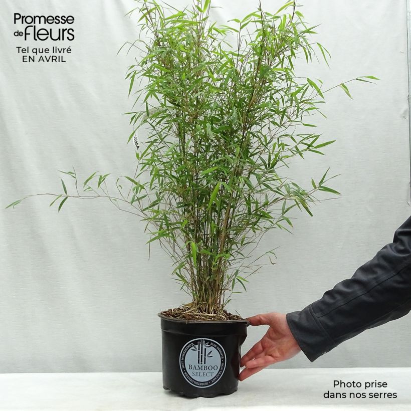 Spécimen de Fargesia angustissima - Bambou non traçant Pot de 4L/5L tel que livré au printemps