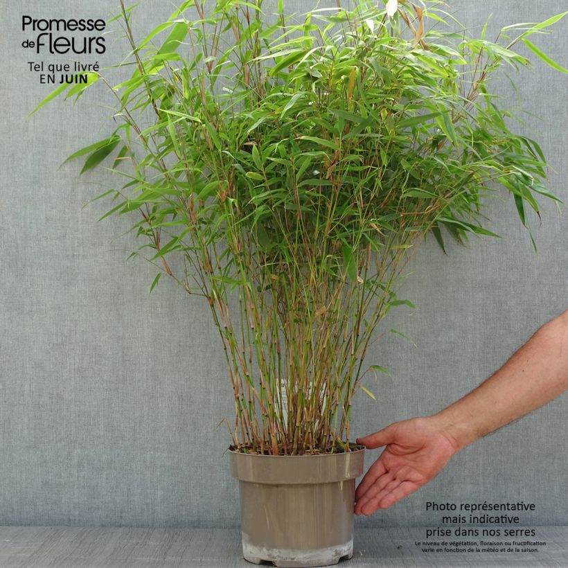Spécimen de Fargesia angustissima - Bambou non traçant Pot de 4L/5L tel que livré en été