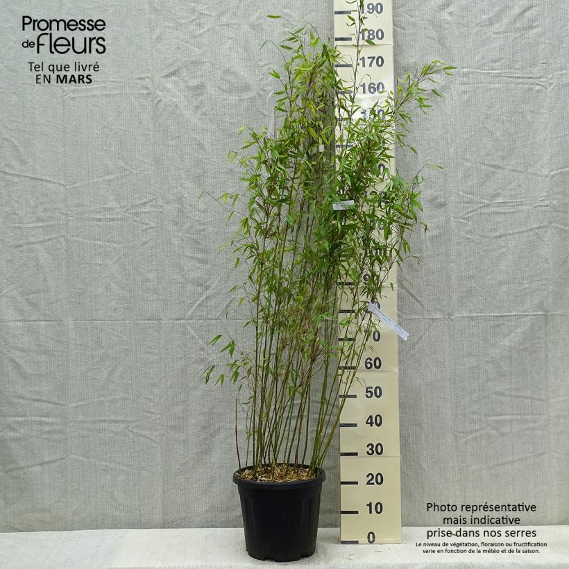 Spécimen de Fargesia denudata Lancaster 1 - Bambou non traçant. Pot de 12L/15L tel que livré au printemps