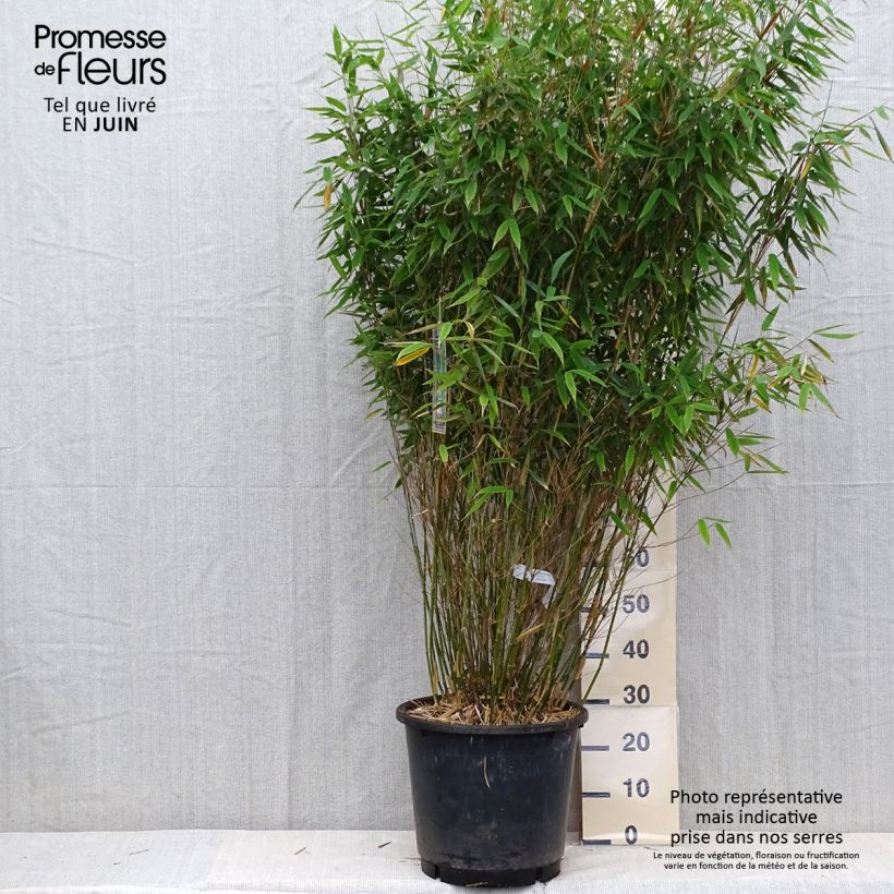 Spécimen de Fargesia murielae Dino - Bambou non traçant Pot de 20L/25L tel que livré en été