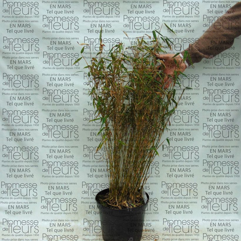 Exemple de spécimen de Fargesia murielae Panda - Bambou non traçant Pot de 2L/3L tel que livré