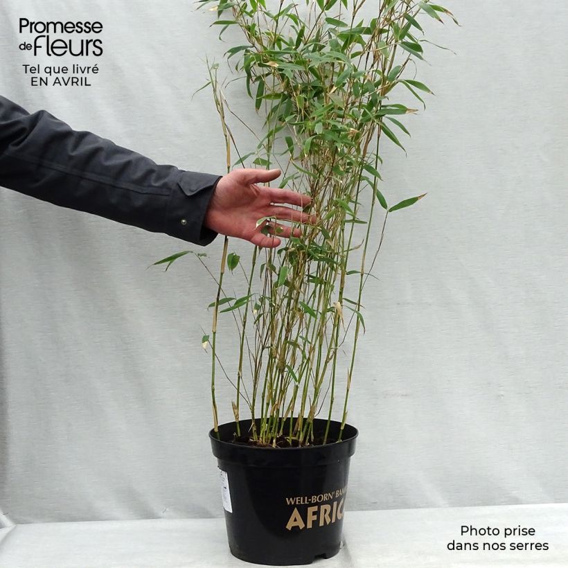 Spécimen de Fargesia nitida Great Wall - Bambou non traçant Pot de 7,5L/10L tel que livré au printemps