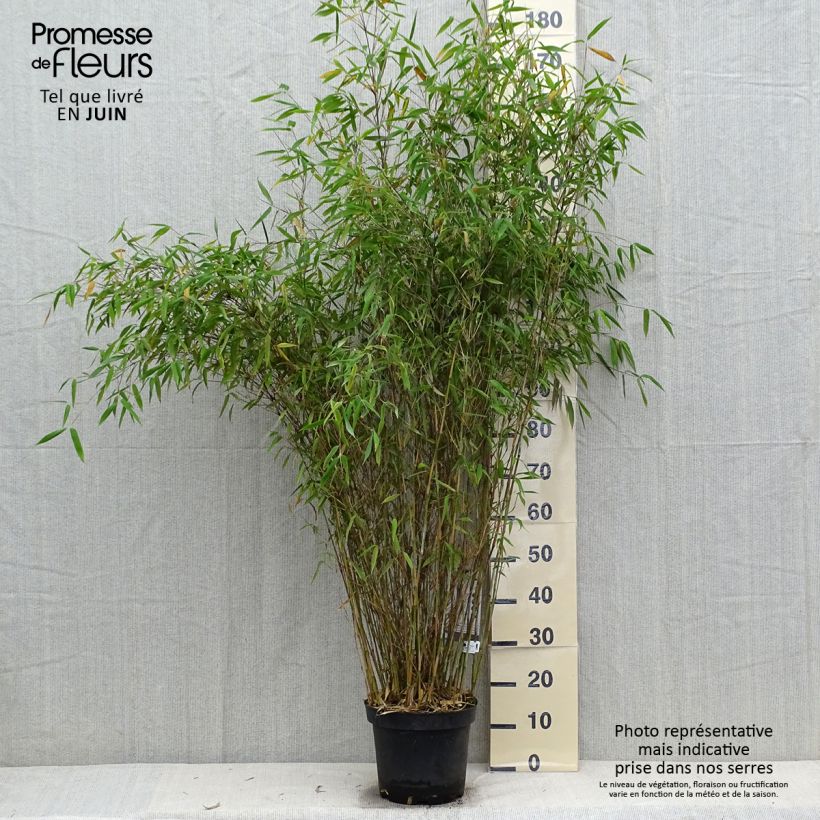 Spécimen de Fargesia nitida Great Wall - Bambou non traçant Pot de 7,5L/10L tel que livré en été