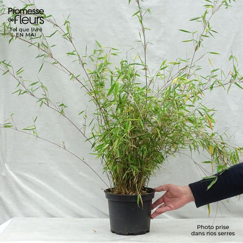 Example of Fargesia nitida Obelisk - Bambou non traçant Pot de 4L/5L as you get in printemps