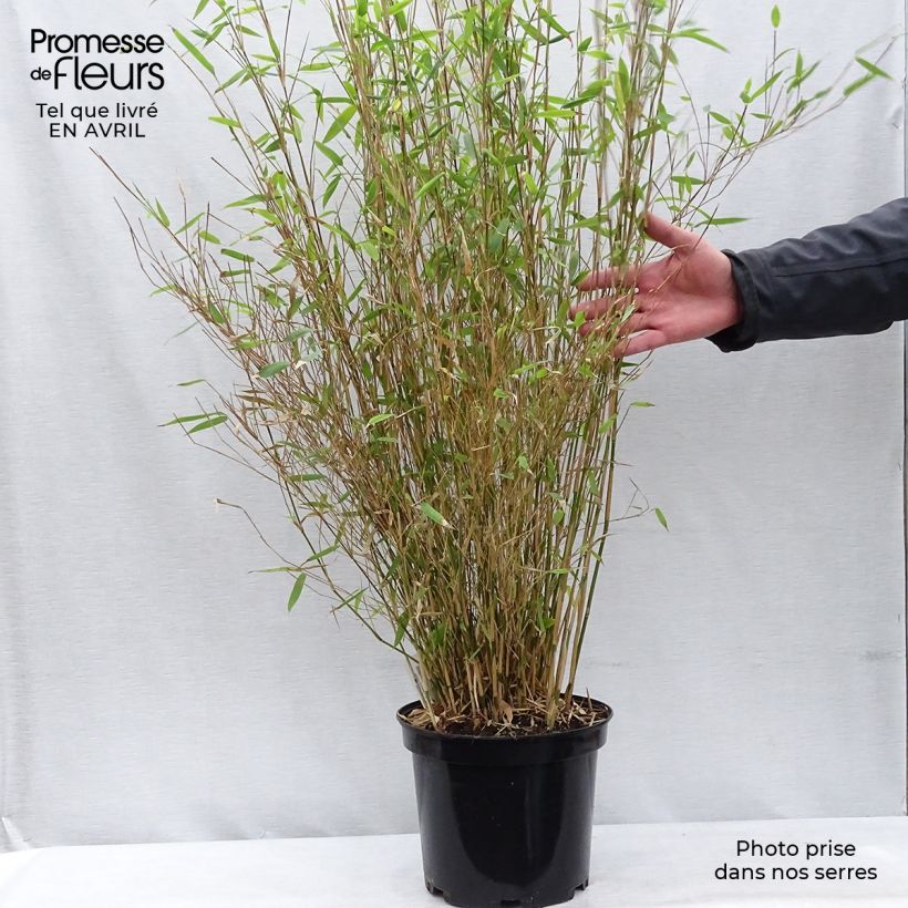 Example of Fargesia nitida Obelisk - Bambou non traçant Pot de 7,5L/10L as you get in printemps