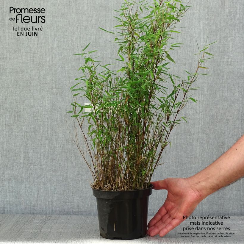 Example of Fargesia nitida Red Dragon - Bambou non traçant Pot de 2L/3L as you get in printemps