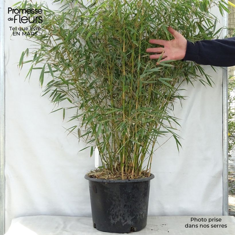 Example of Fargesia robusta - Bambou non traçant Pot de 18L/20L as you get in printemps