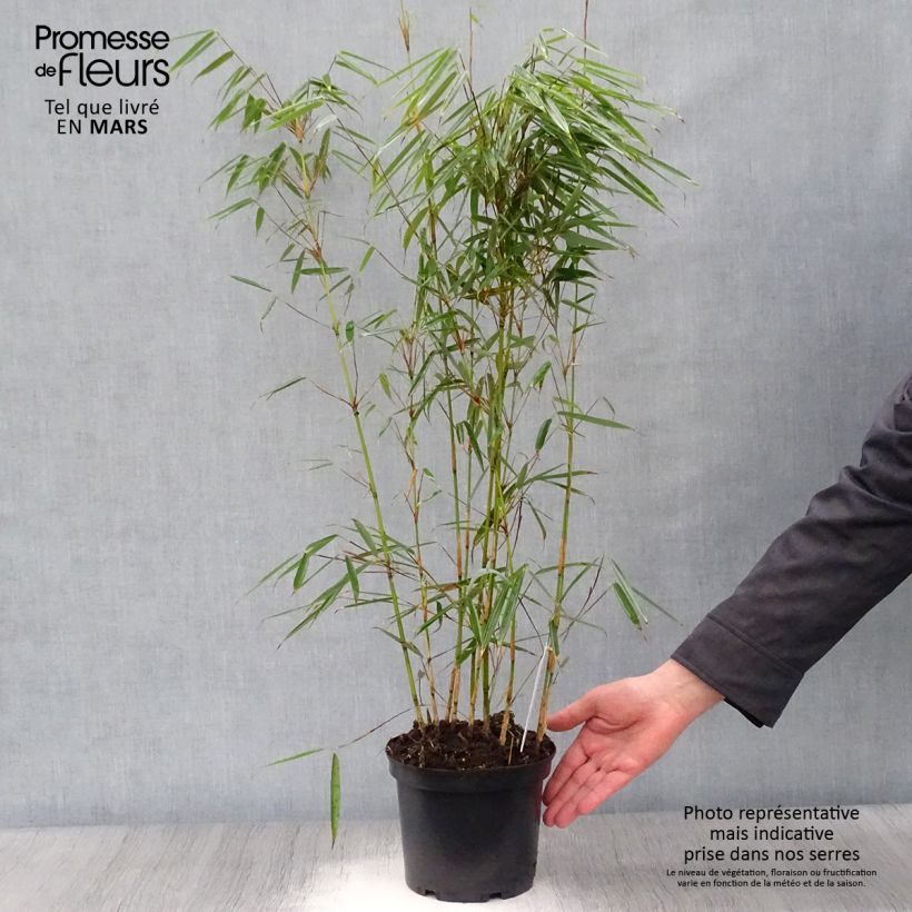 Example of Fargesia robusta - Bambou non traçant Pot de 2L/3L as you get in printemps