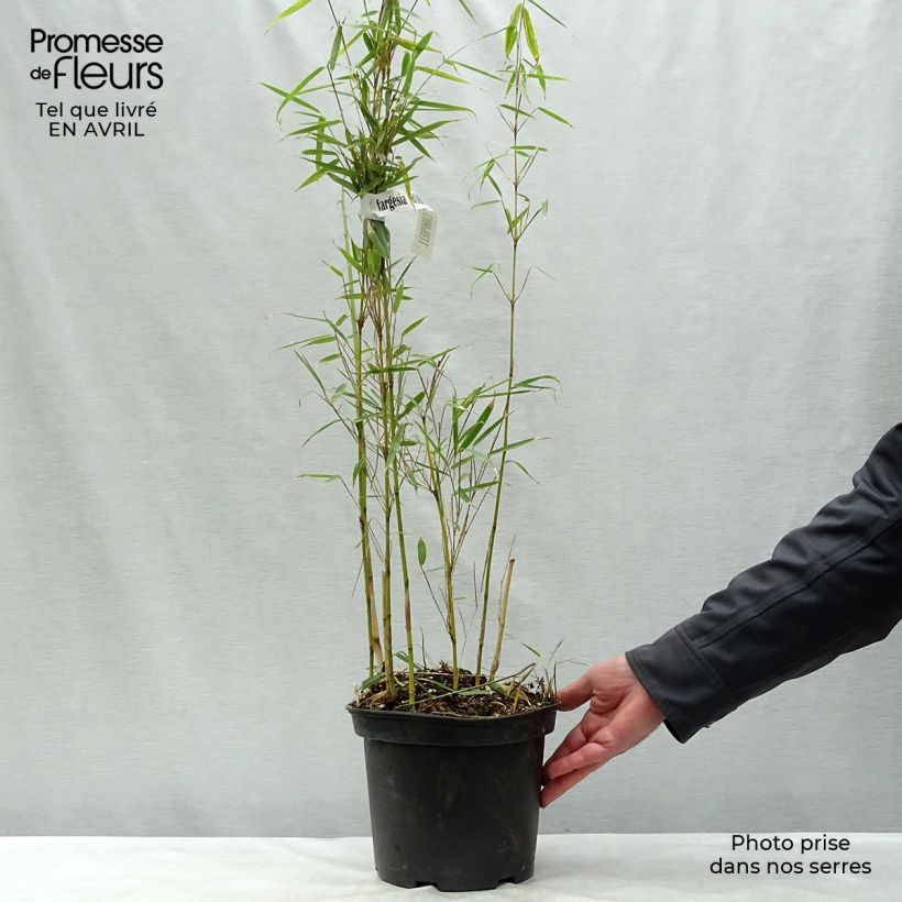 Example of Fargesia robusta Campbell - Bambou non traçant Pot de 3L/4L as you get in printemps