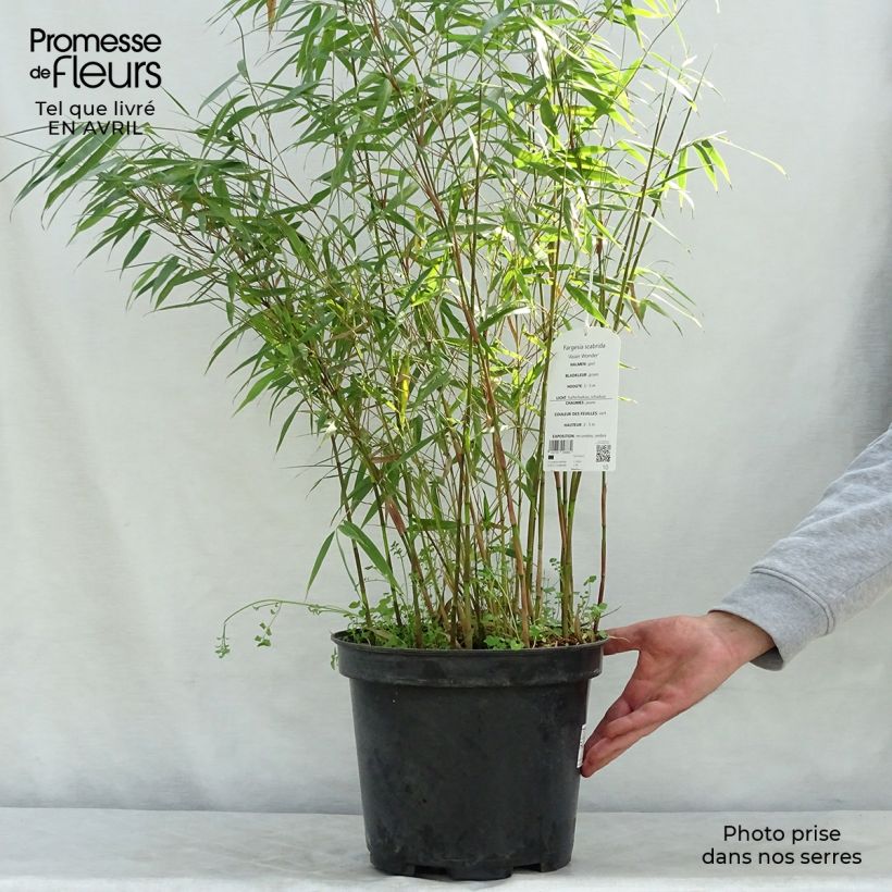 Example of Fargesia scabrida Asian Wonder - Bambou non traçant Pot de 6L/7L as you get in printemps