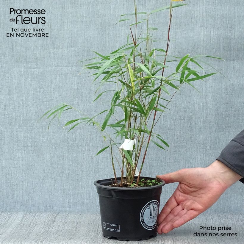 Spécimen de Fargesia scabrida Asian Wonder - Bambou non traçant Pot de 2L/3L tel que livré en automne
