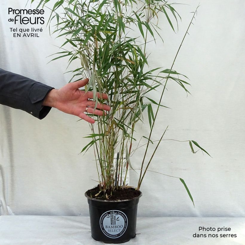 Example of Fargesia scabrida Asian Wonder - Bambou non traçant Pot de 4L/5L as you get in printemps