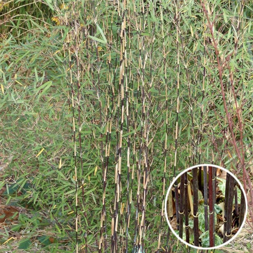 Fargesia sp Jiuzhaigou Deep Purple - Bambou non traçant. (Foliage)