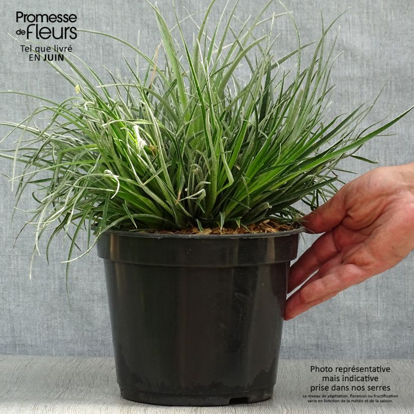 Spécimen de Fascicularia bicolor 3L/4L Pot de 2L/3L tel que livré en été