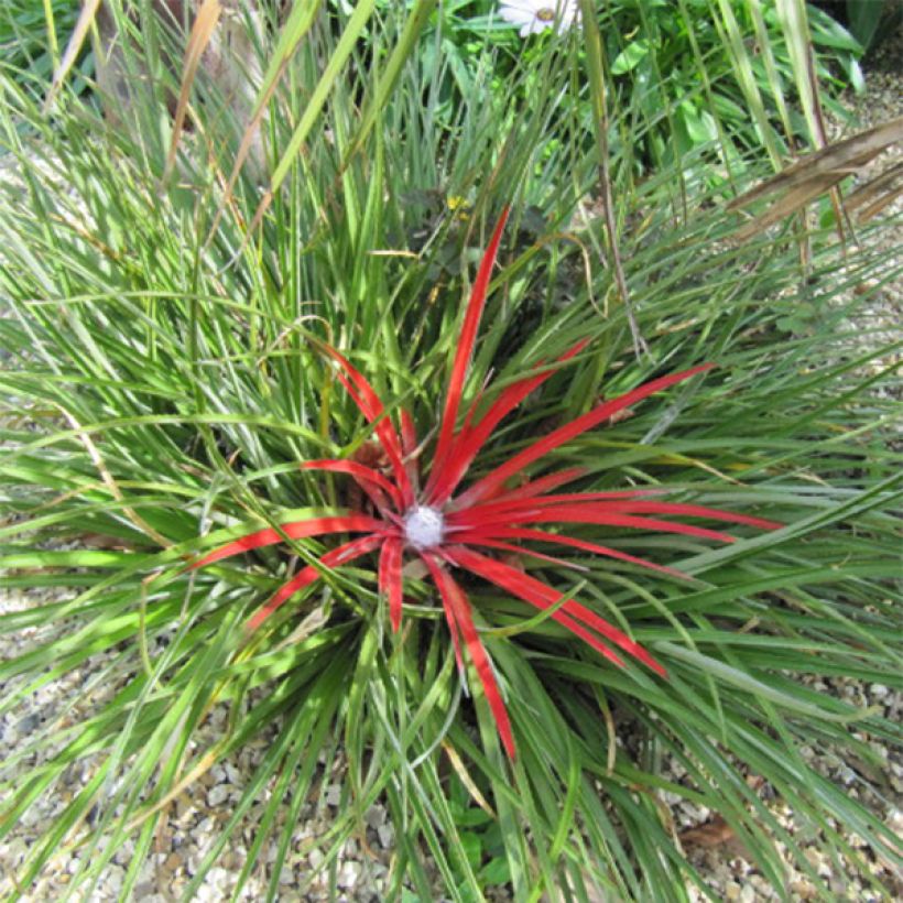 Fascicularia bicolor 3L/4L (Port)