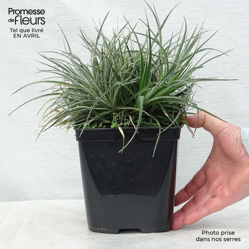 Spécimen de Fascicularia bicolor 3L/4L Pot de 2L/3L tel que livré au printemps