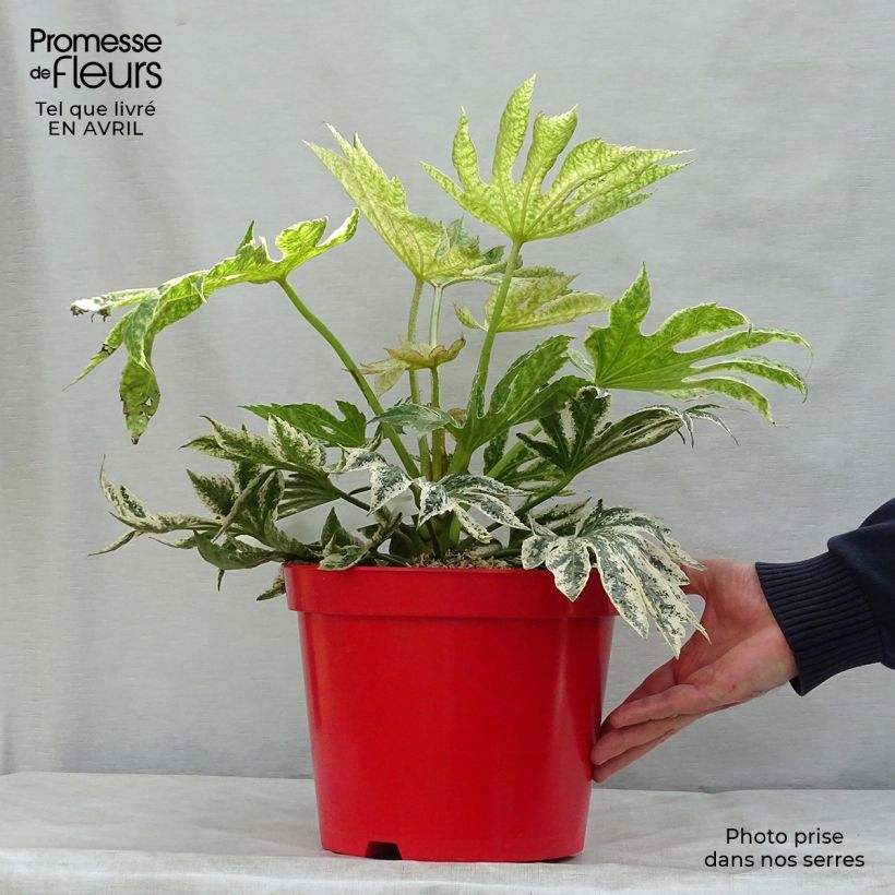 Example of Fatsia japonica Spider's Web - Faux-aralia panaché Pot de 6L/7L as you get in printemps
