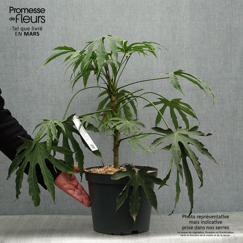 Example of Fatsia polycarpa Green Fingers - Fatsia de Taiwan Pot de 6L/7L as you get in printemps