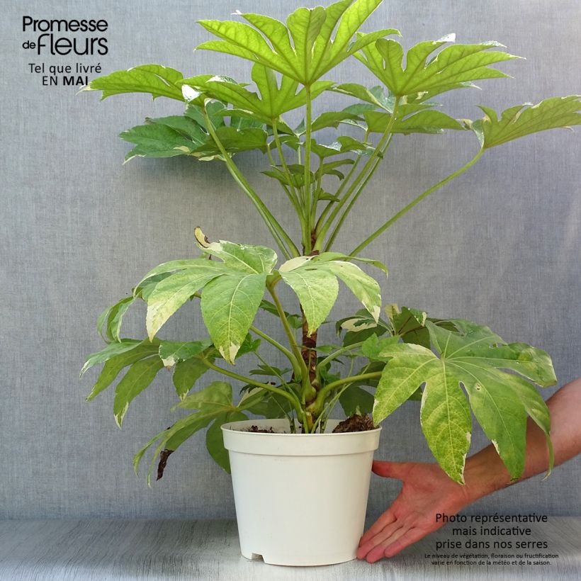 Spécimen de Faux-aralia - Fatsia japonica Variegata Pot de 6L/7L tel que livré au printemps