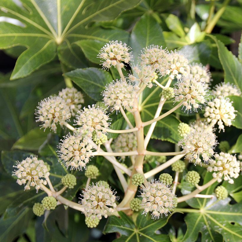 Faux-aralia - Fatsia japonica (Flowering)