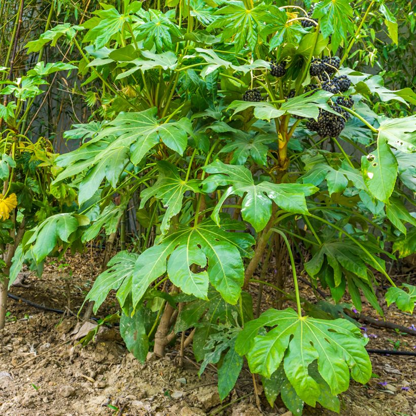 Faux-aralia - Fatsia japonica (Plant habit)