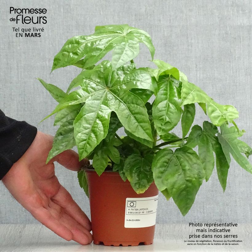 Example of Faux-aralia - Fatsia japonica Godet de 8/9 cm as you get in printemps