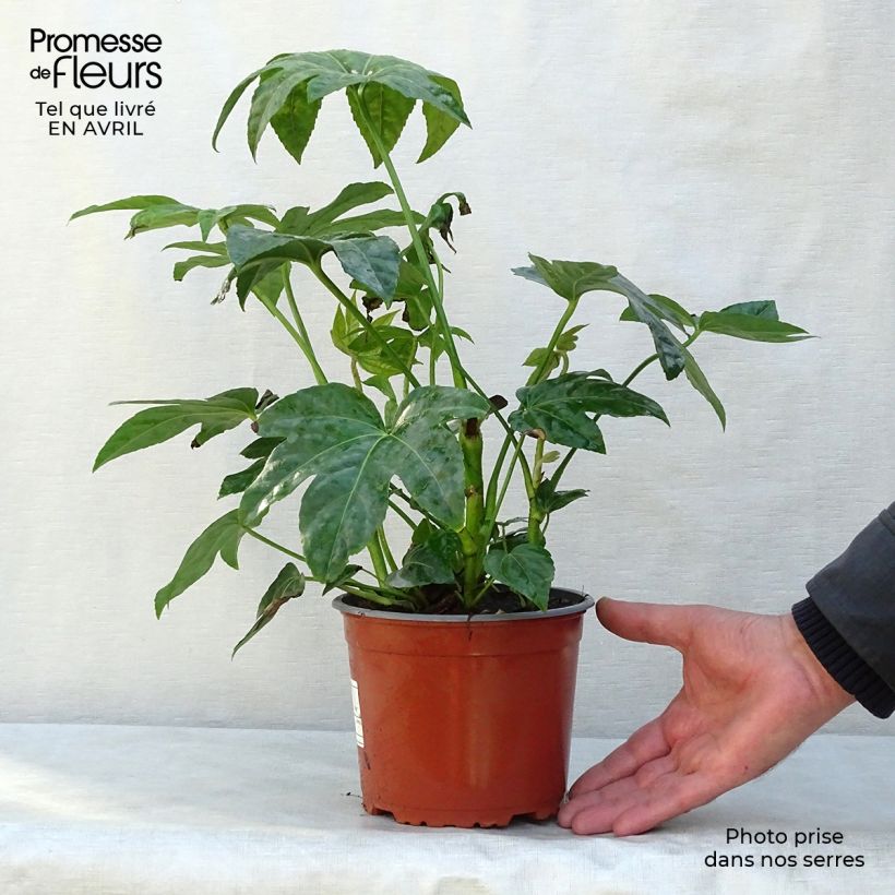 Example of Faux-aralia - Fatsia japonica Pot de 2L/3L as you get in printemps