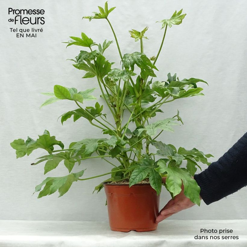 Example of Faux-aralia - Fatsia japonica Pot de 4L/5L as you get in printemps
