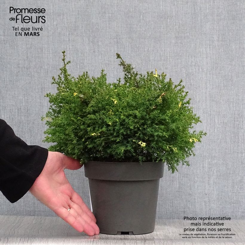 Spécimen de Faux cyprès du Japon - Chamaecyparis obtusa Saffron Spray -               Pot de 2L/3L tel que livré au printemps