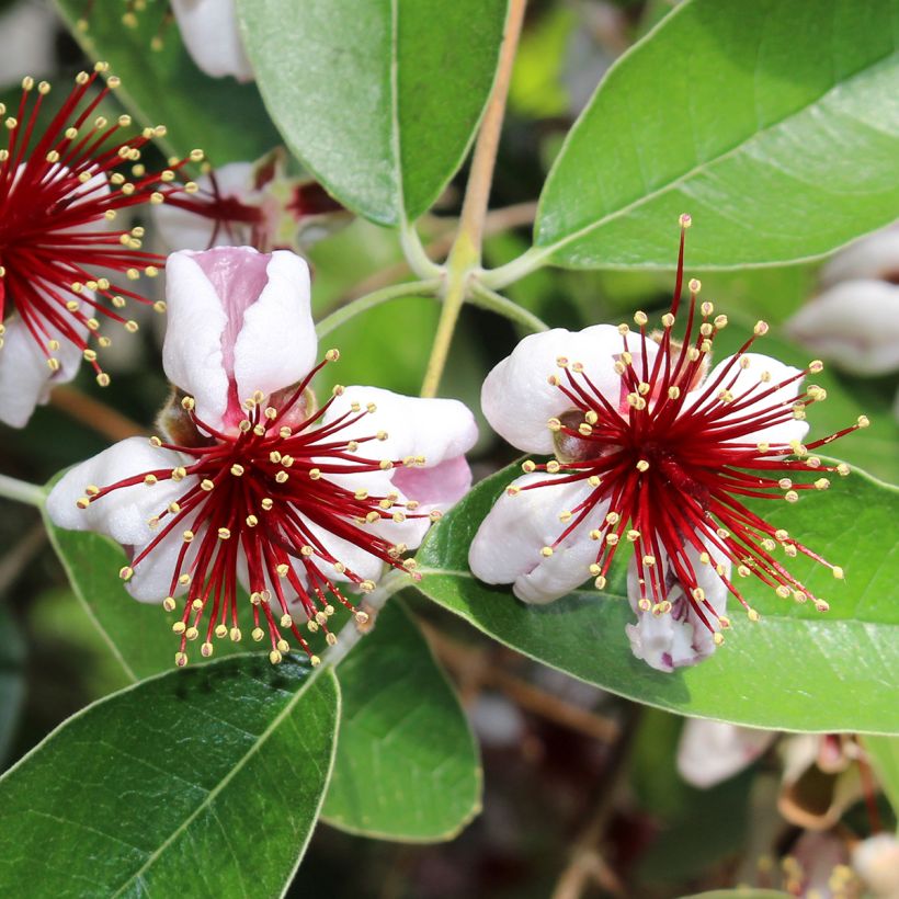 Feijoa ou Acca sellowiana Mammouth - Goyavier du Brésil (Floraison)