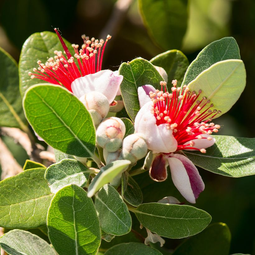 Feijoa ou Acca sellowiana Triumph - Goyavier du Brésil (Flowering)