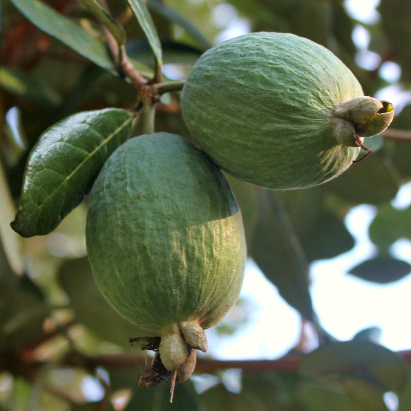 Feijoa ou Acca sellowiana Triumph - Goyavier du Brésil (Harvest)