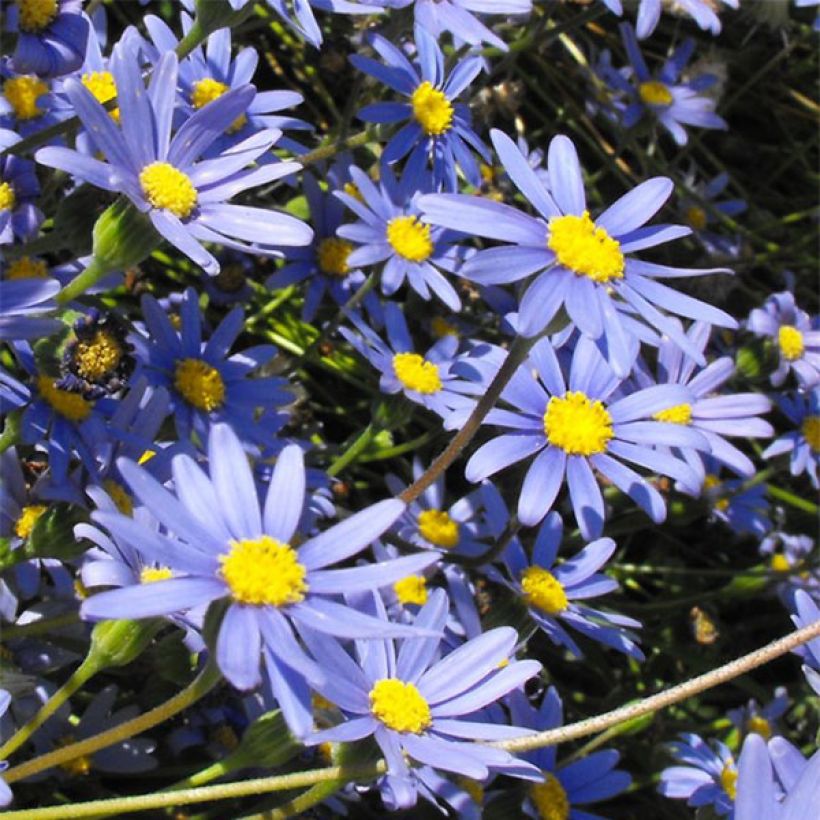 Felicia amelloides - Aster du Cap (Flowering)