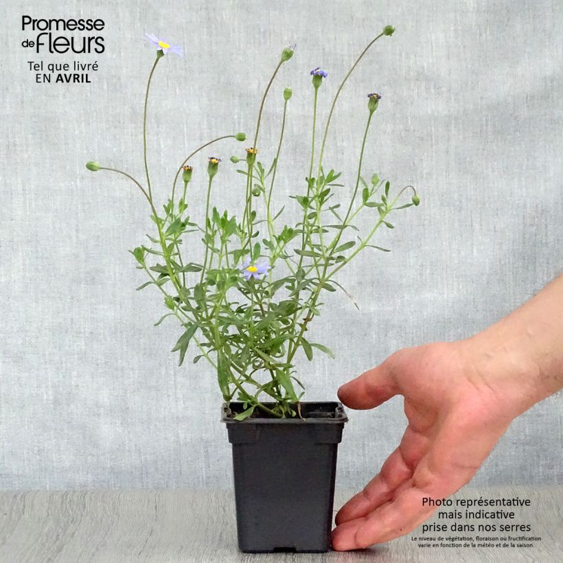 Example of Felicia amelloides - Aster du Cap Godet de 7/8 cm as you get in printemps