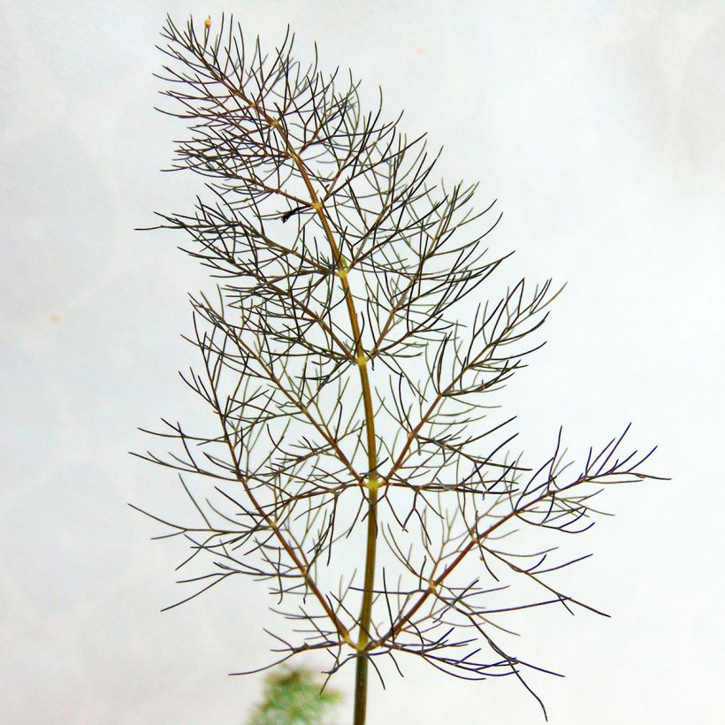 Fenouil Bronze (Foliage)
