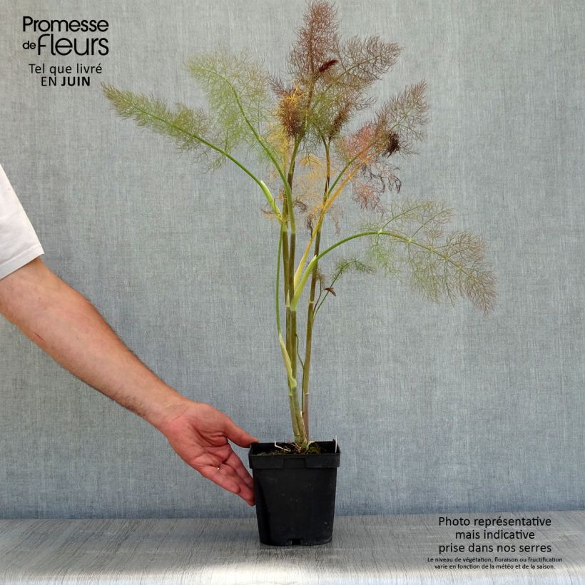 Example of Fenouil Bronze Pot de 2L/3L as you get in printemps