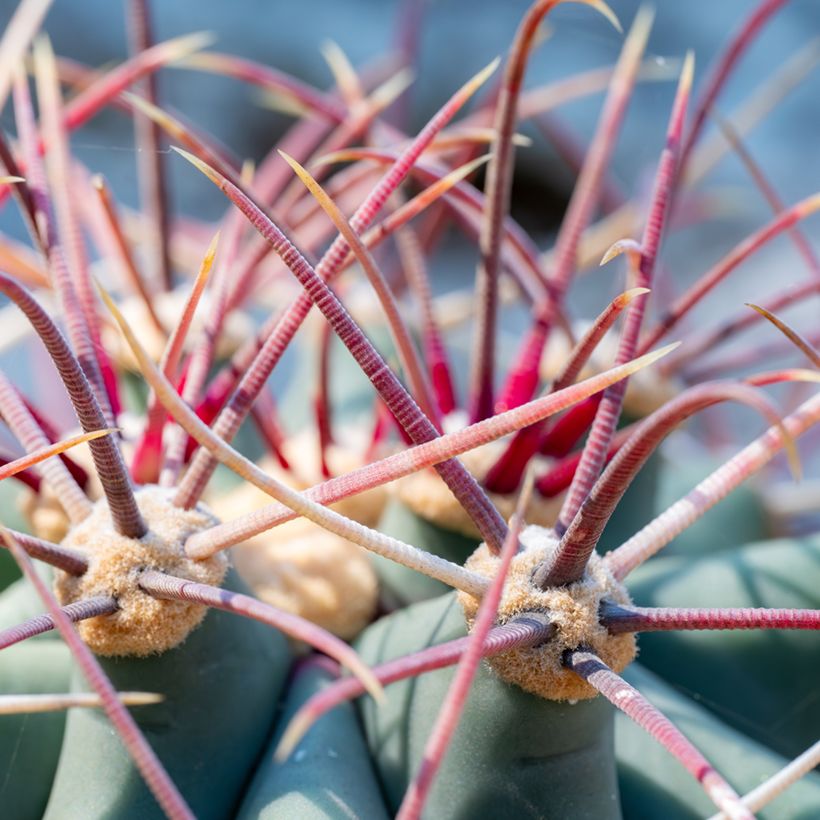 Ferocactus emoryi - Cactus tonneau rouge (Foliage)