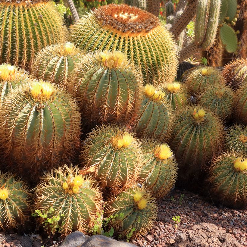 Ferocactus glaucescens - Cactus tonneau (Port)