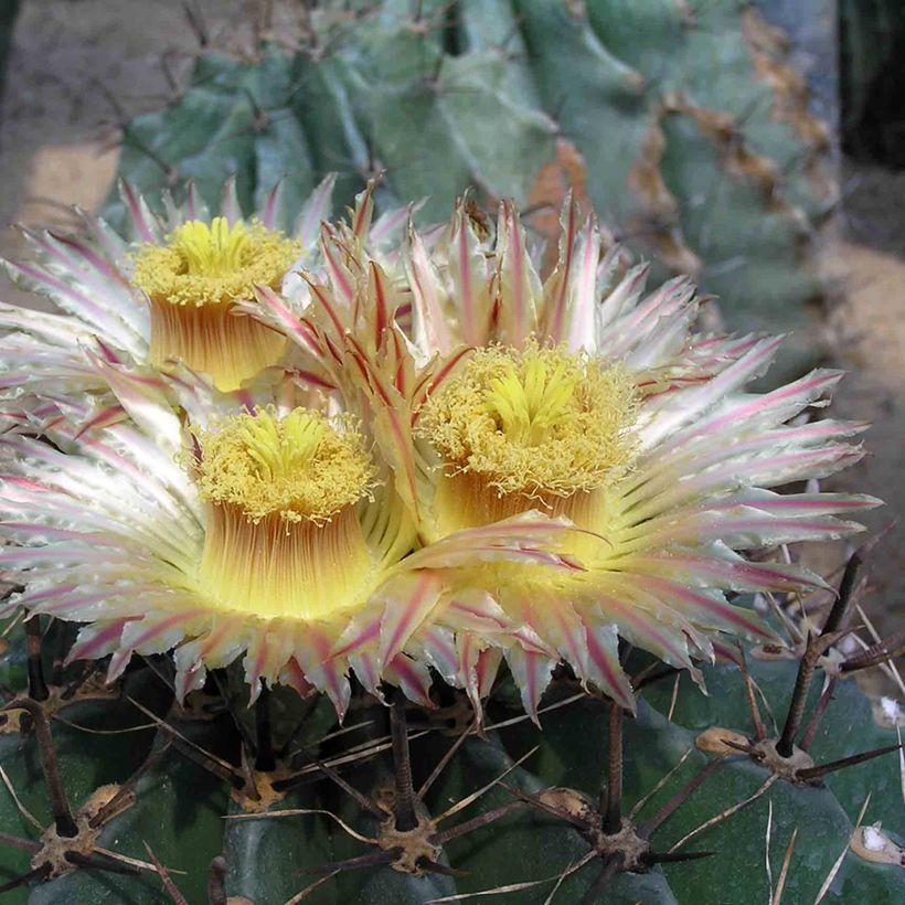 Ferocactus horridus - Cactus tonneau (Floraison)