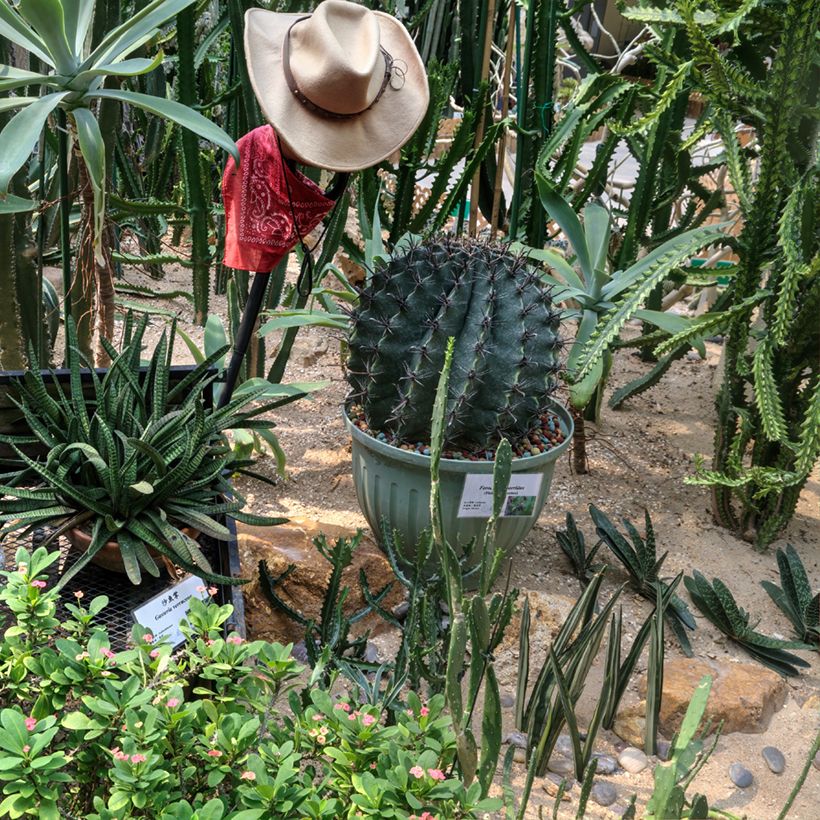 Ferocactus horridus - Cactus tonneau (Port)
