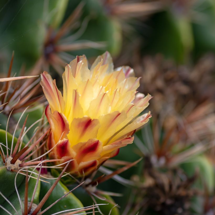 Ferocactus robustus - Cactus tonneau (Flowering)