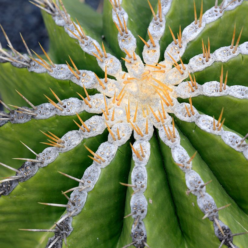 Ferocactus schwarzii - Cactus barrique (Feuillage)